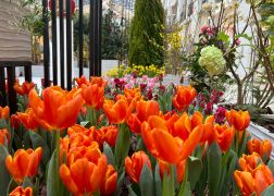 Fruehling In Jenas Goethe Galerie 2024 04